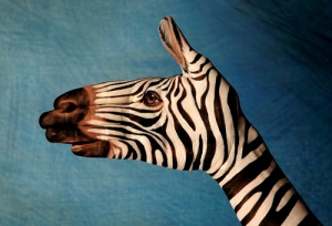 handart-zebra